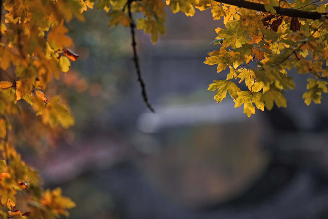 CLOSE-UP OF YELLOW MAPLE LEAVES ON BRANCH