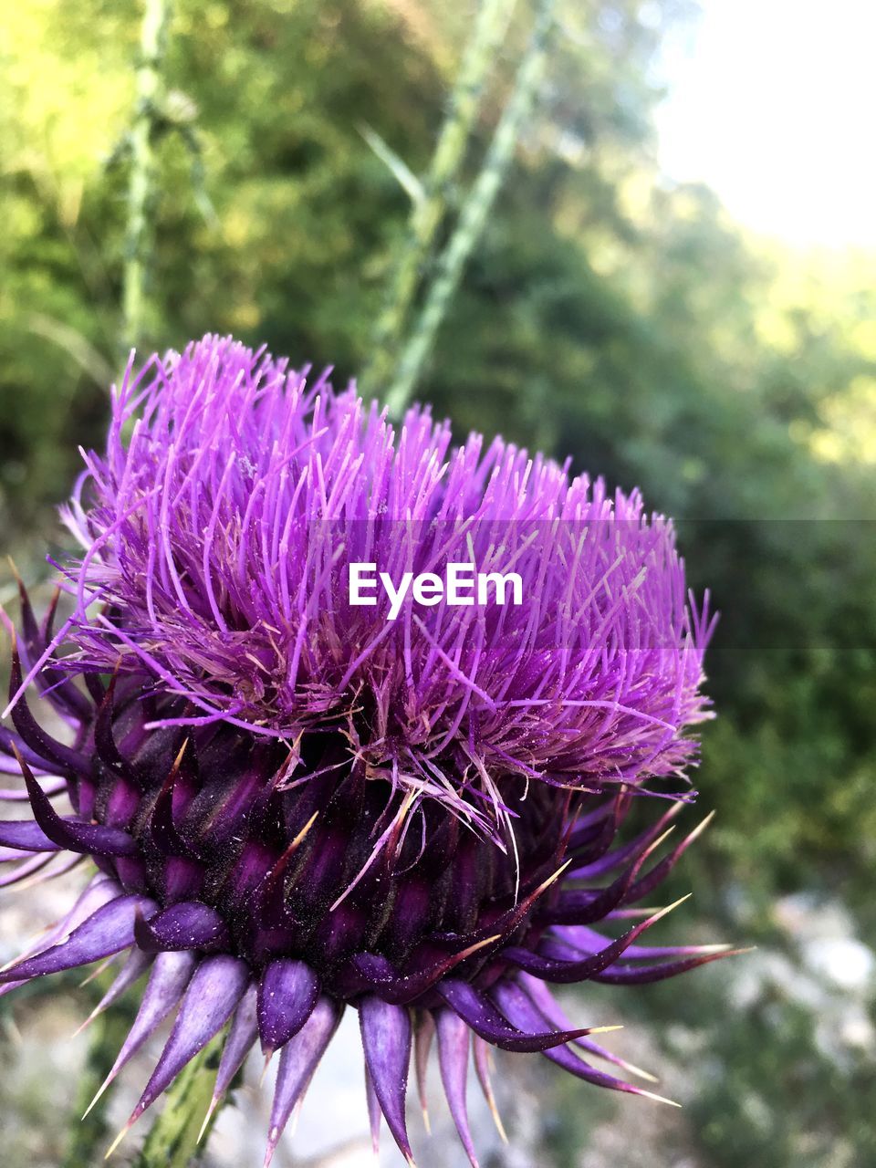 CLOSE-UP OF FRESH PURPLE THISTLE FLOWERS