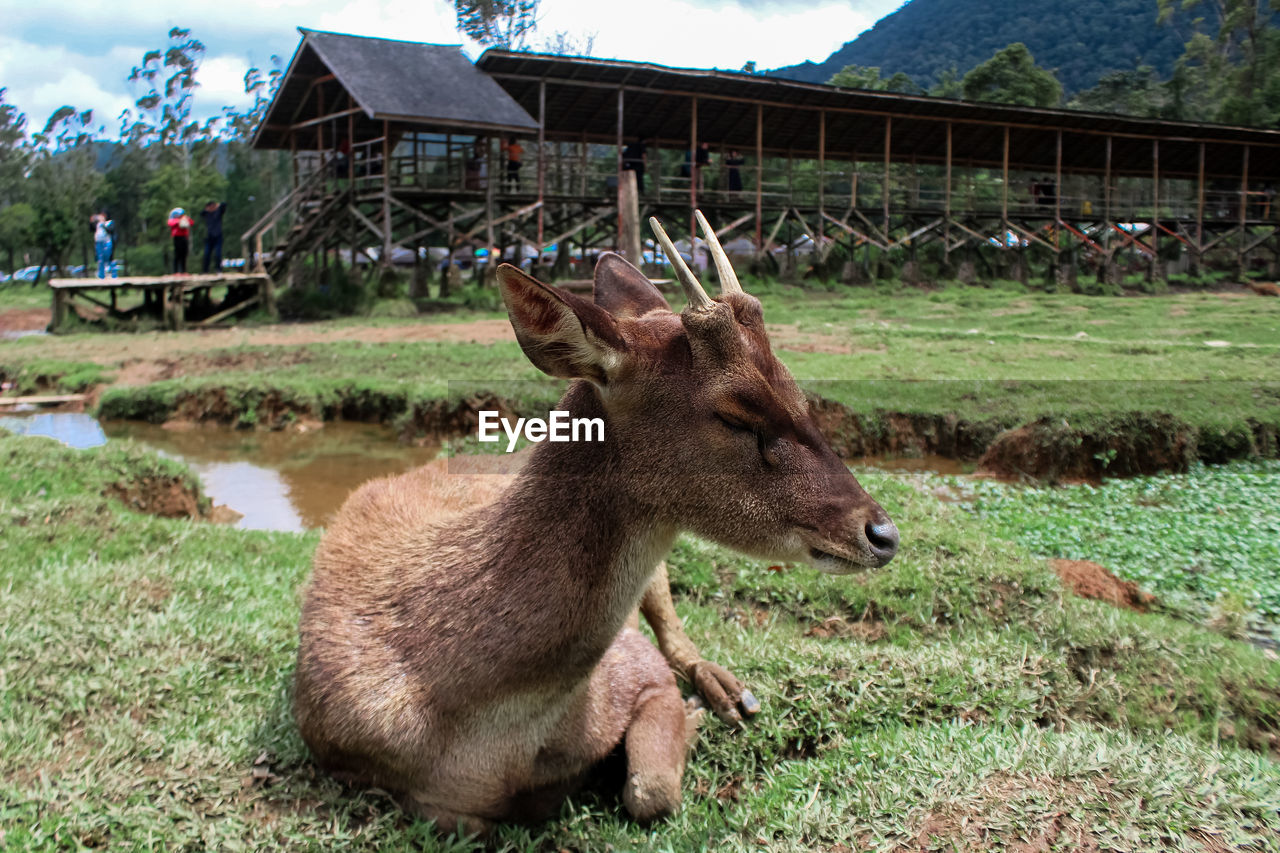 DEER ON FIELD