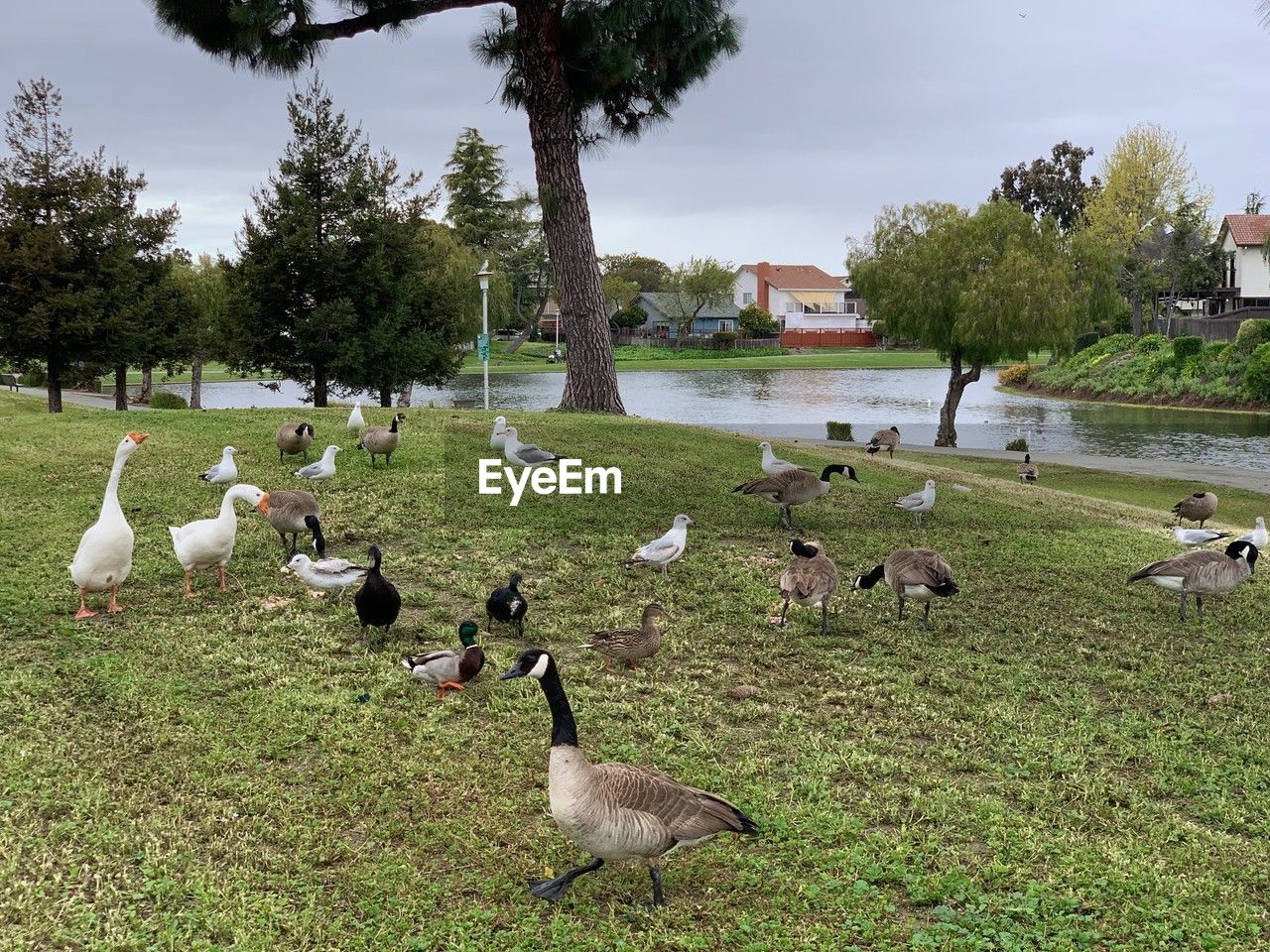 bird, animal themes, animal, plant, wildlife, animal wildlife, grass, group of animals, tree, goose, nature, large group of animals, water, duck, water bird, no people, poultry, ducks, geese and swans, lake, day, canada goose, green, land, outdoors, field, sky, architecture, environment