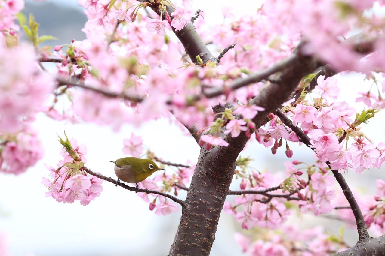 Bird perching on branch of cherry blossom tree