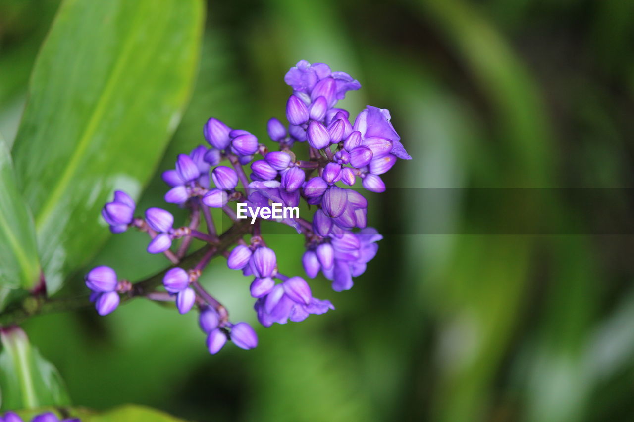 CLOSE-UP OF PURPLE FLOWER