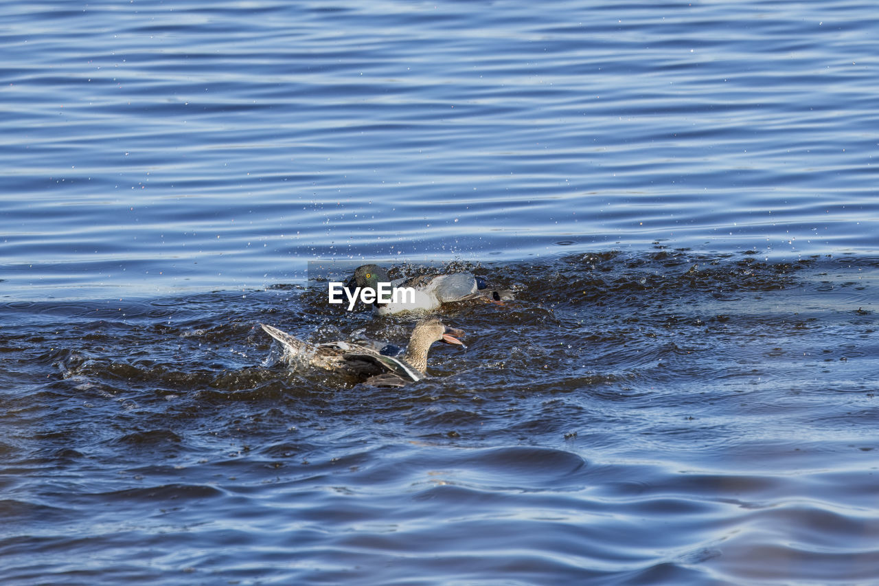 water, animal themes, animal, animal wildlife, one animal, wildlife, sea, swimming, no people, alligator, nature, animal body part, mammal, reflection, reptile, rippled, crocodile, day, outdoors, motion, ocean, waterfront, underwater, animal head