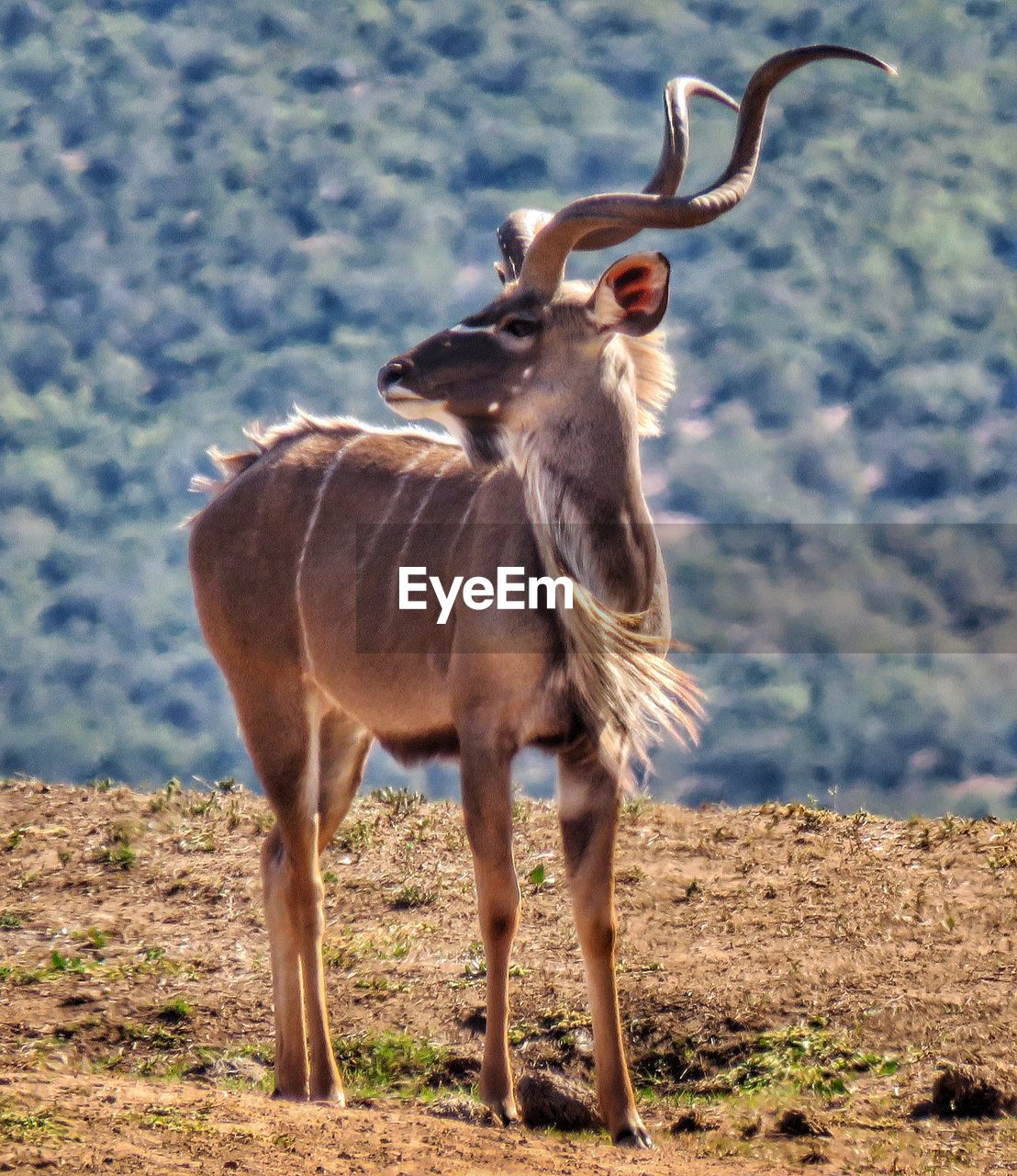 DEER STANDING IN FIELD