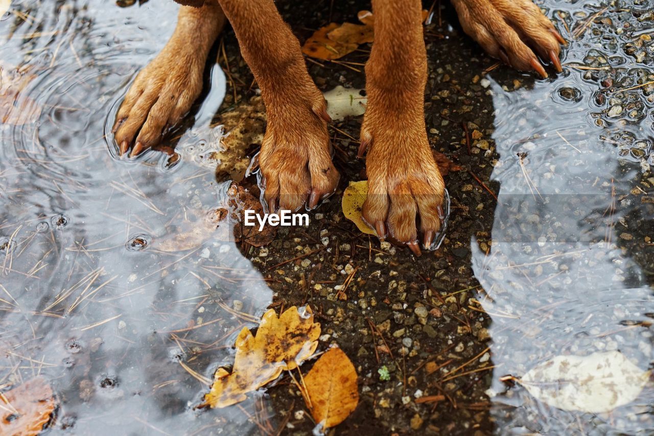 Vizsla in the puddle