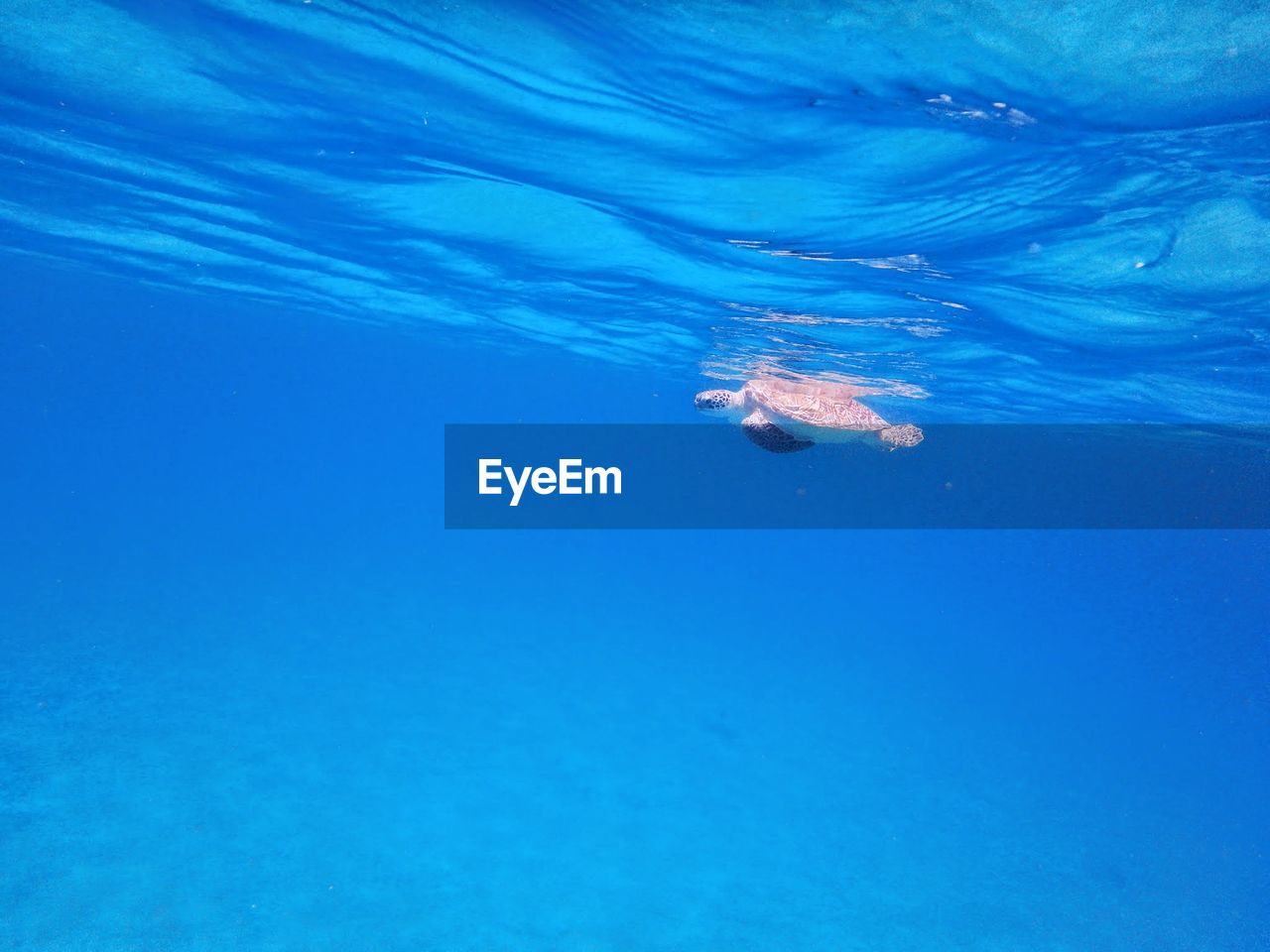 Underwater view of turtle swimming in sea