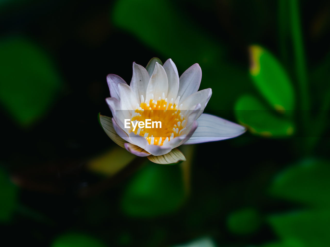 CLOSE-UP OF WHITE WATER LILY IN GARDEN