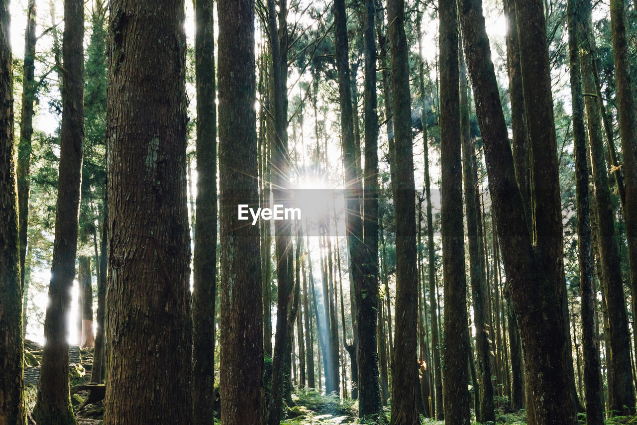 Low angle view of sunlight streaming through trees in forest