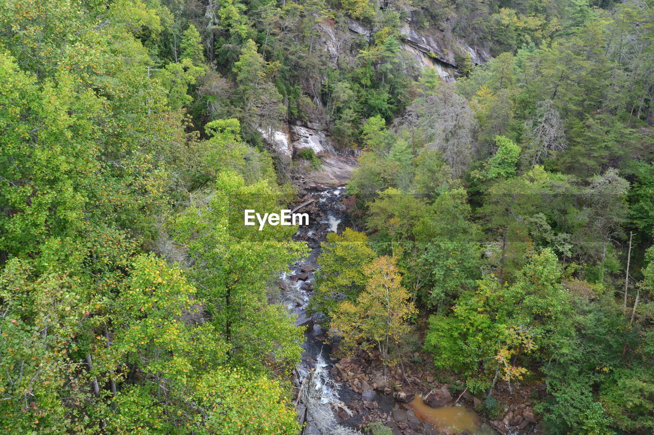 SCENIC VIEW OF FOREST