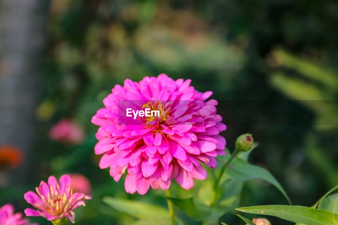 CLOSE-UP OF PINK COSMOS FLOWER