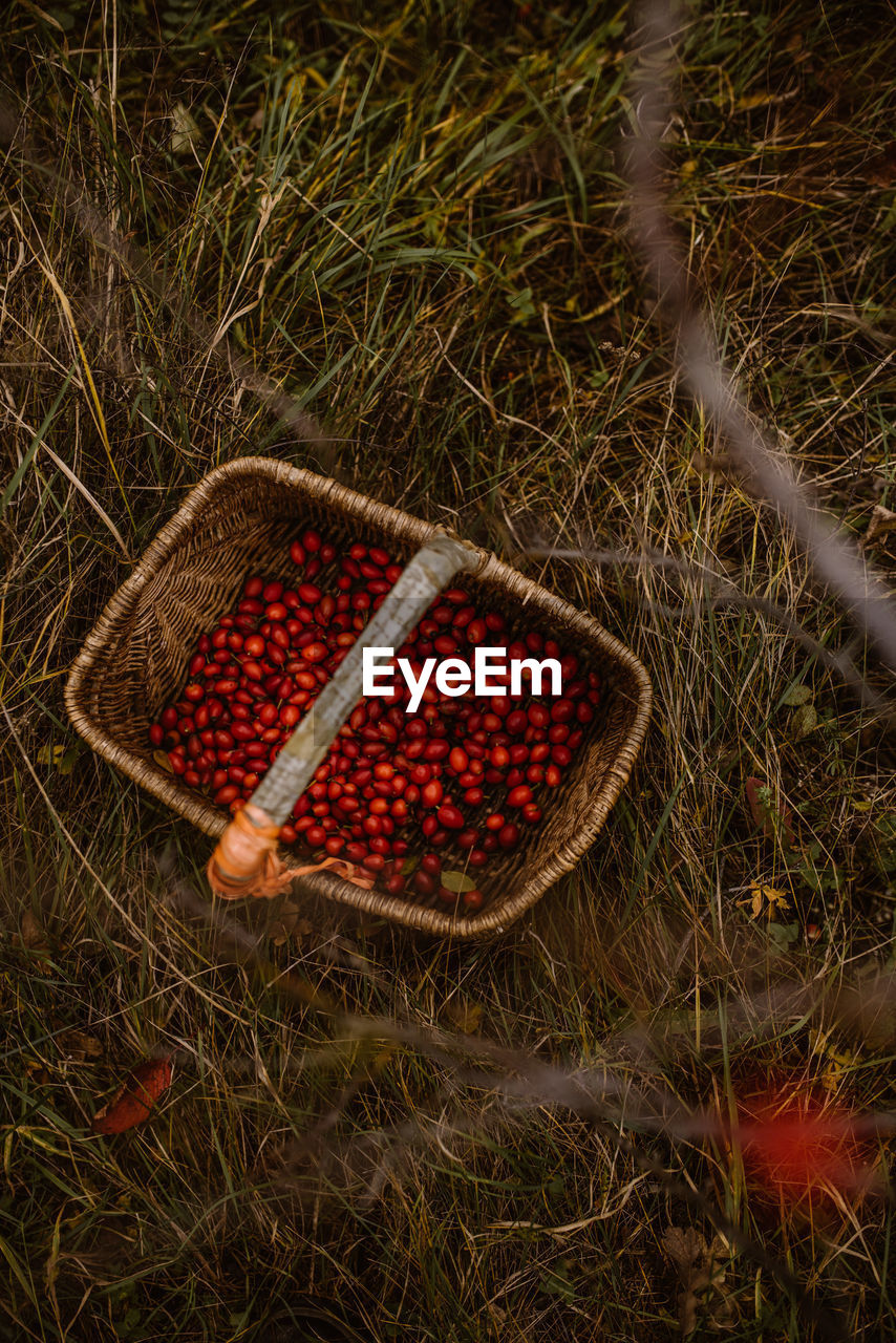 HIGH ANGLE VIEW OF FRESH FRUITS IN BASKET ON GRASS