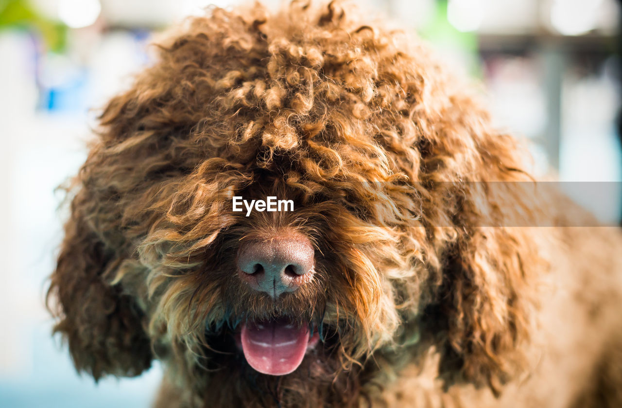 CLOSE-UP PORTRAIT OF A DOG WITH MOUTH OPEN