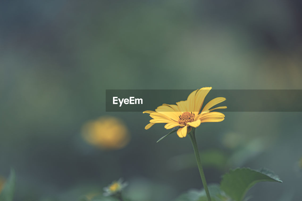 CLOSE-UP OF YELLOW FLOWER