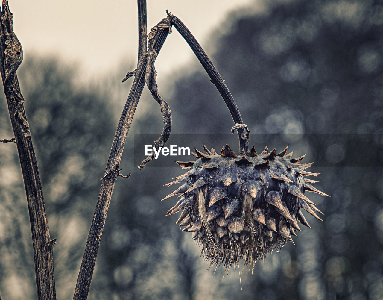 CLOSE-UP OF DRIED PLANT ON SNOW COVERED TREE