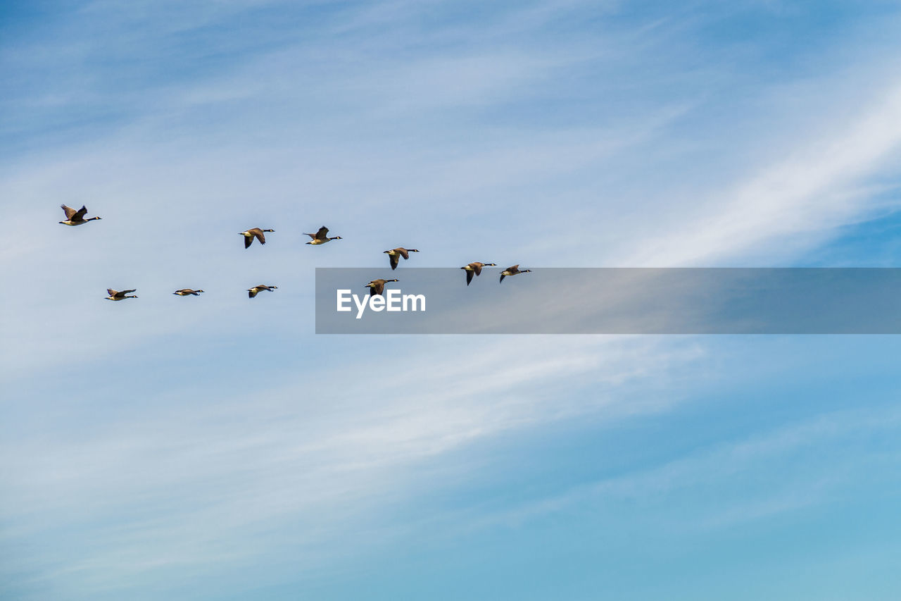 LOW ANGLE VIEW OF BIRDS AGAINST SKY