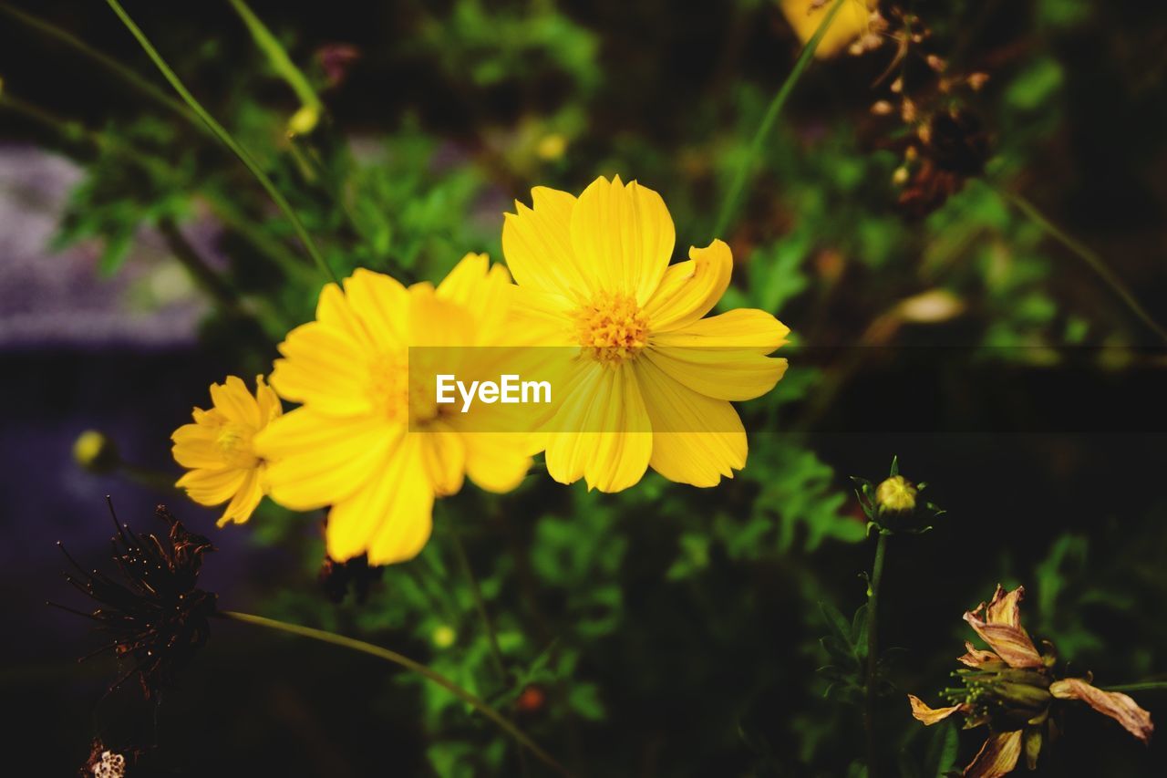 CLOSE-UP OF YELLOW COSMOS FLOWERS