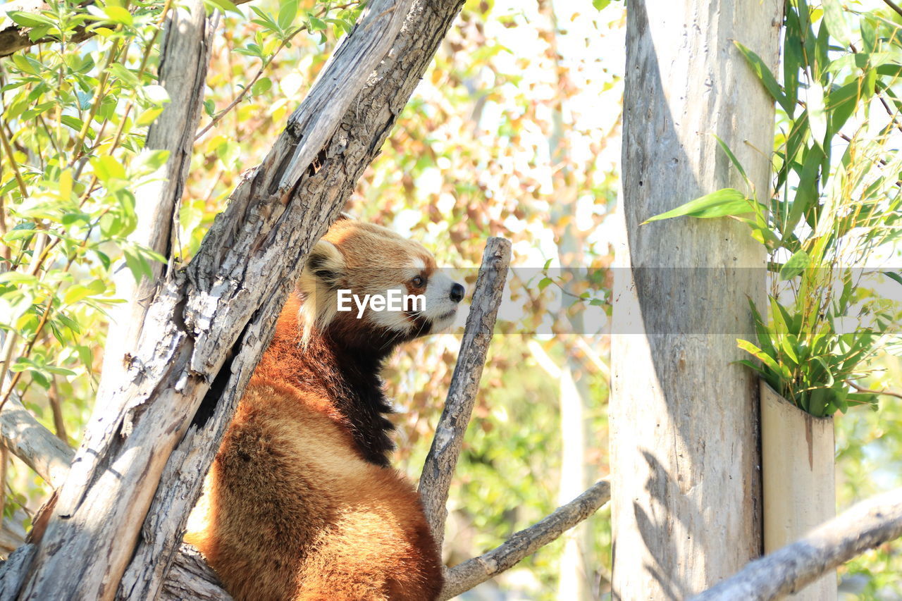 Red panda sitting on tree trunk