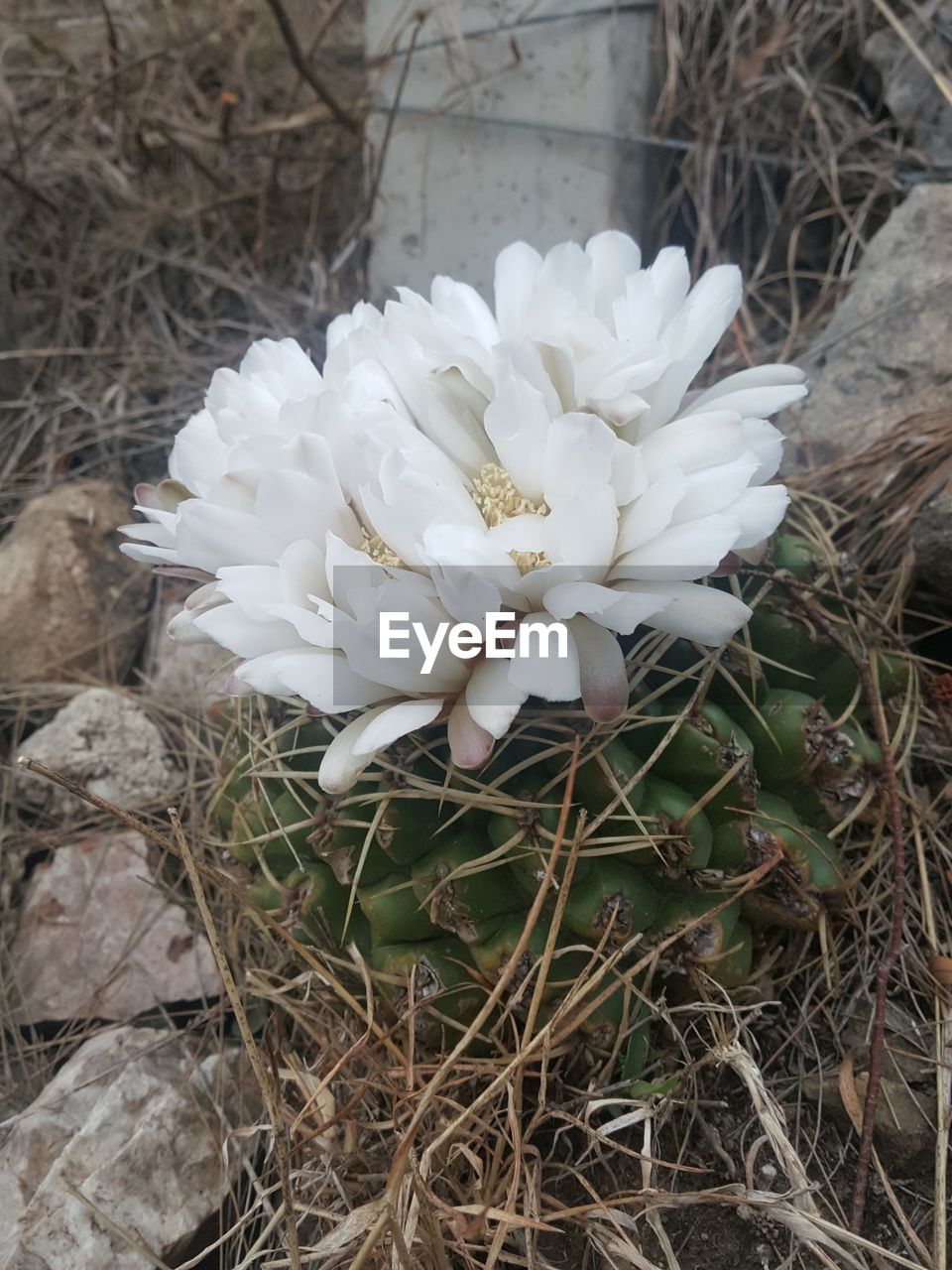 plant, flower, flowering plant, white, beauty in nature, freshness, growth, nature, close-up, fragility, petal, no people, inflorescence, day, flower head, cactus, land, high angle view, outdoors, field, focus on foreground