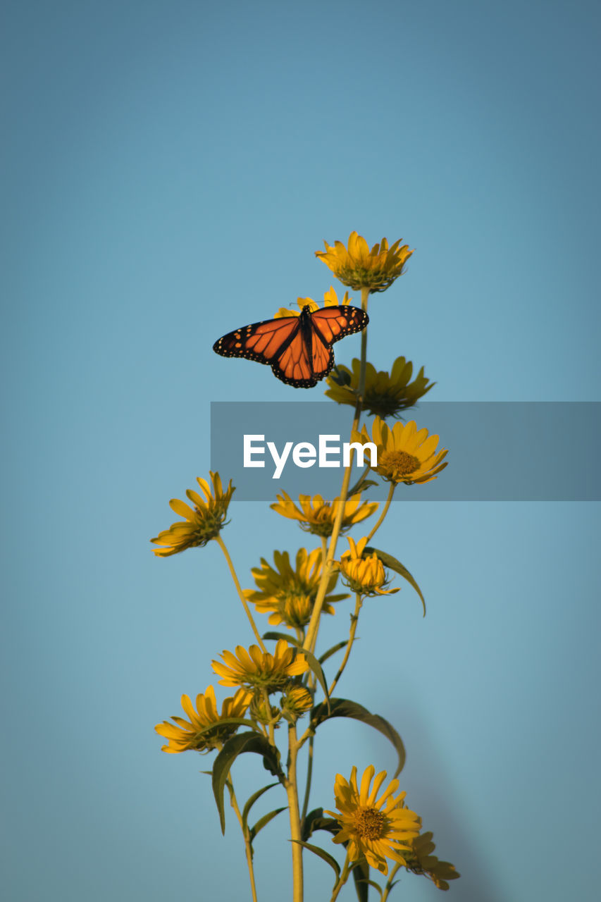 Monarch butterfly on plant against clear sky