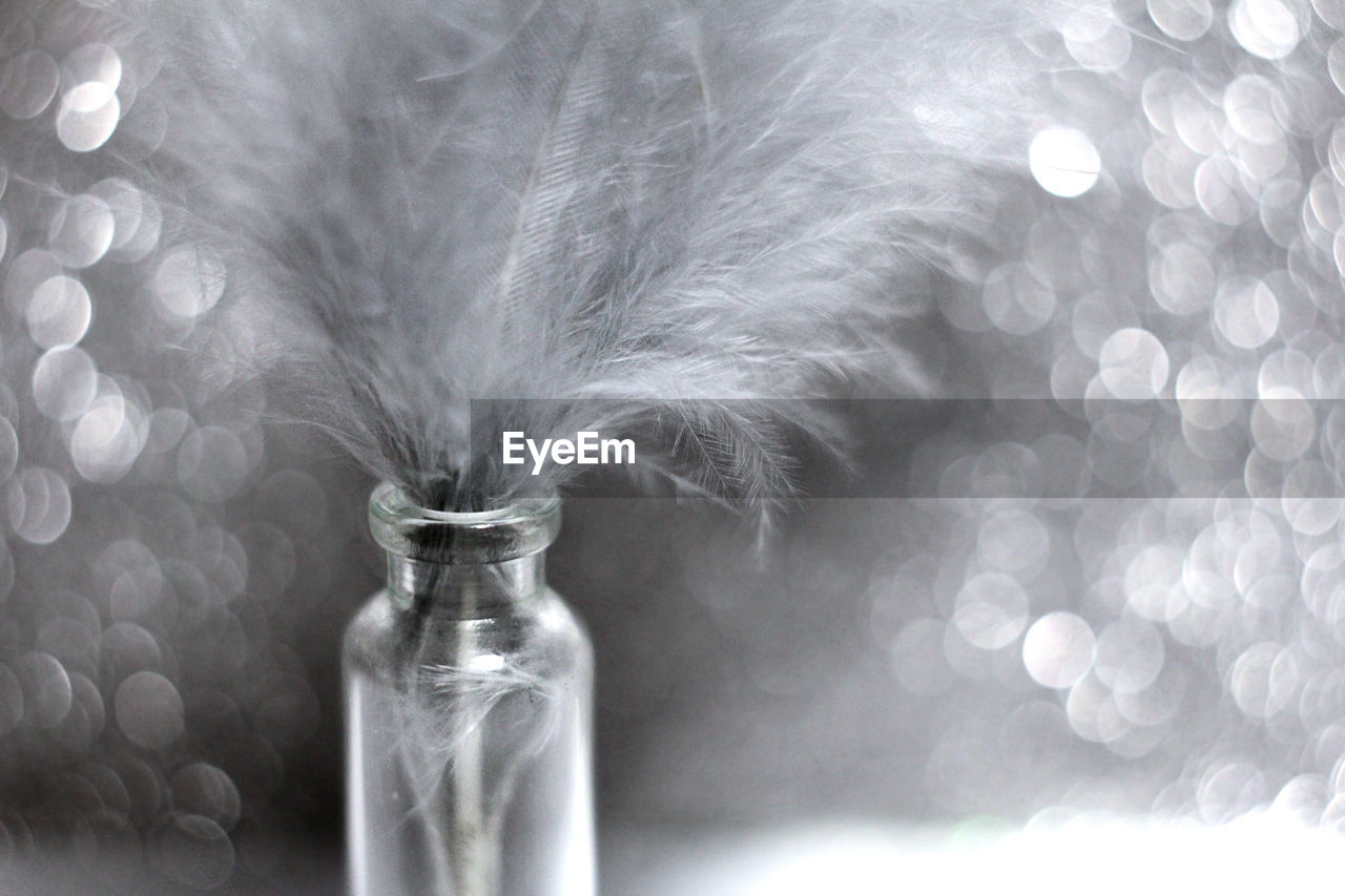 CLOSE-UP OF FEATHERS ON GLASS