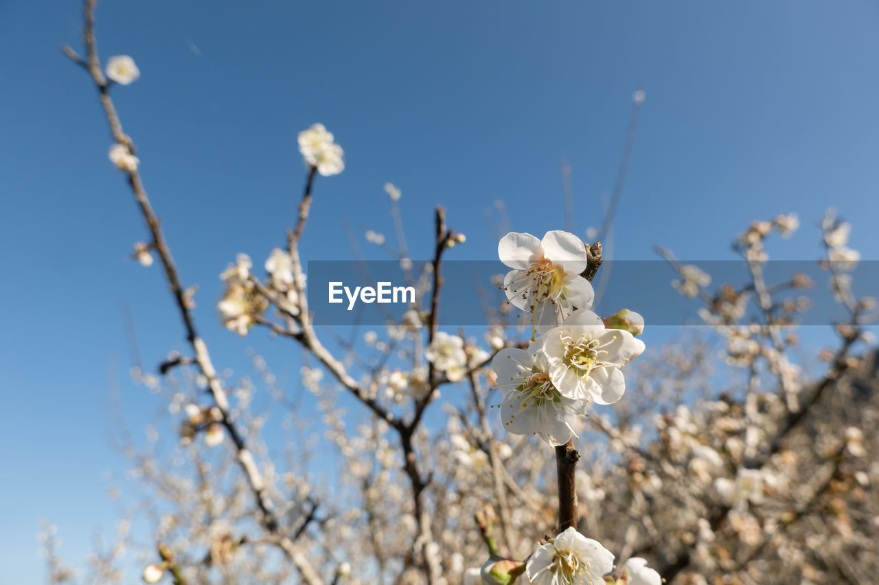 LOW ANGLE VIEW OF WHITE CHERRY BLOSSOM TREE AGAINST SKY