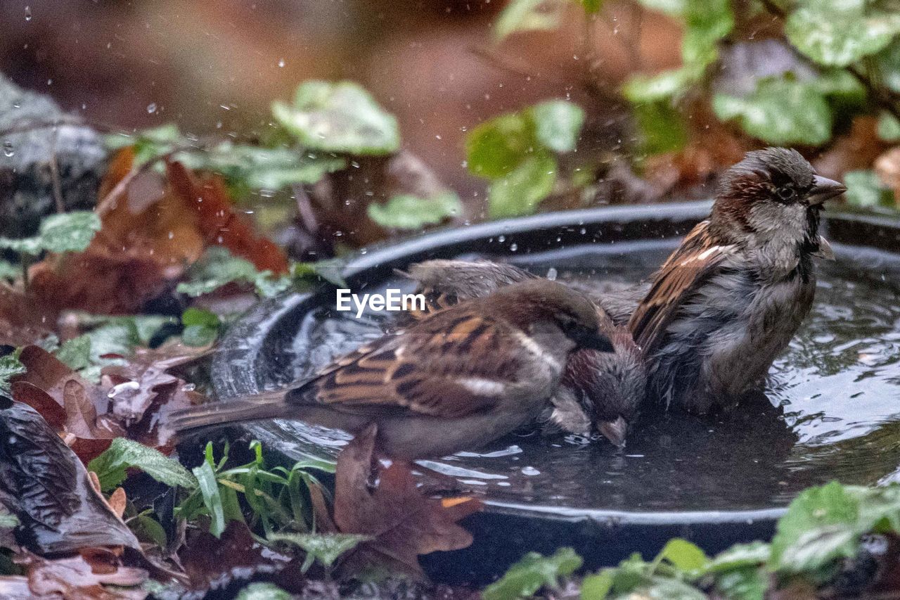 VIEW OF BIRDS IN WATER