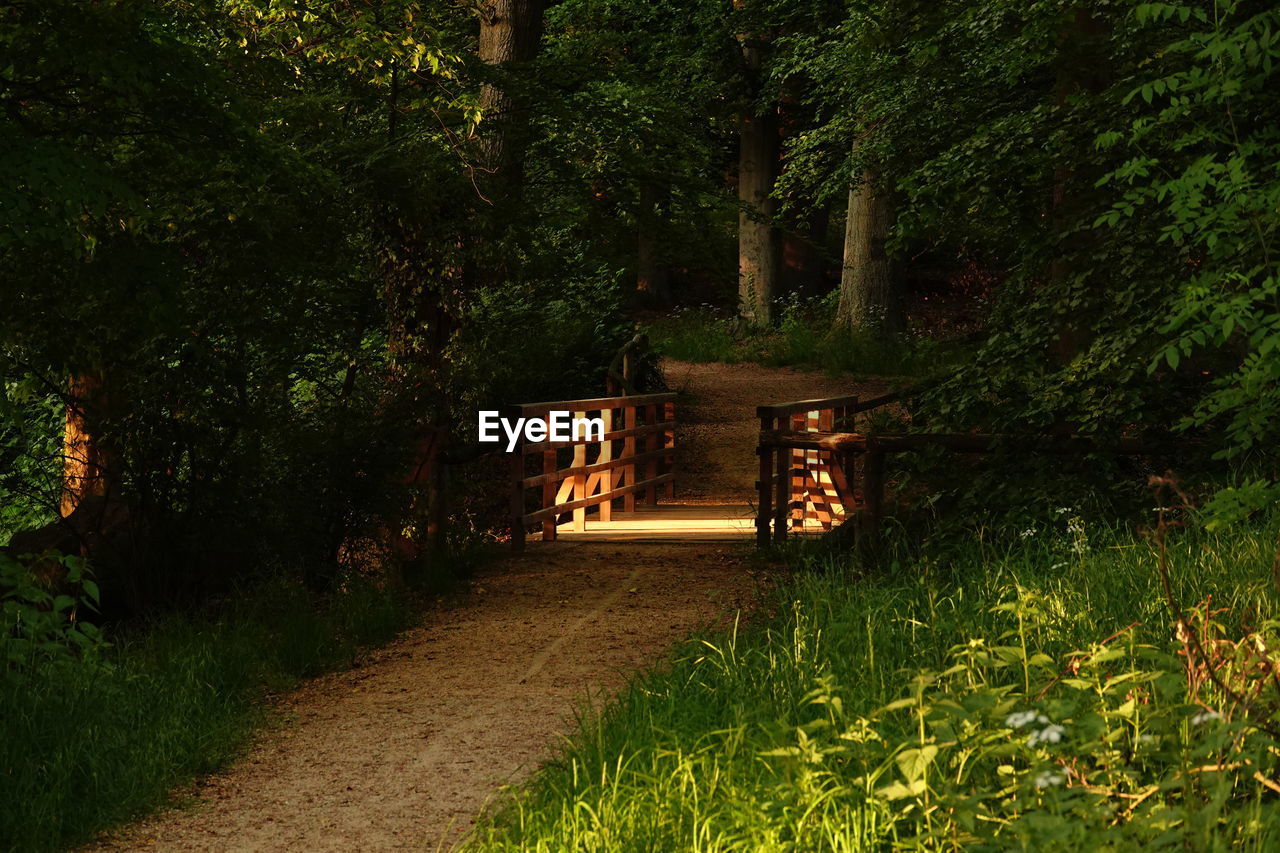 Footpath amidst trees in forest