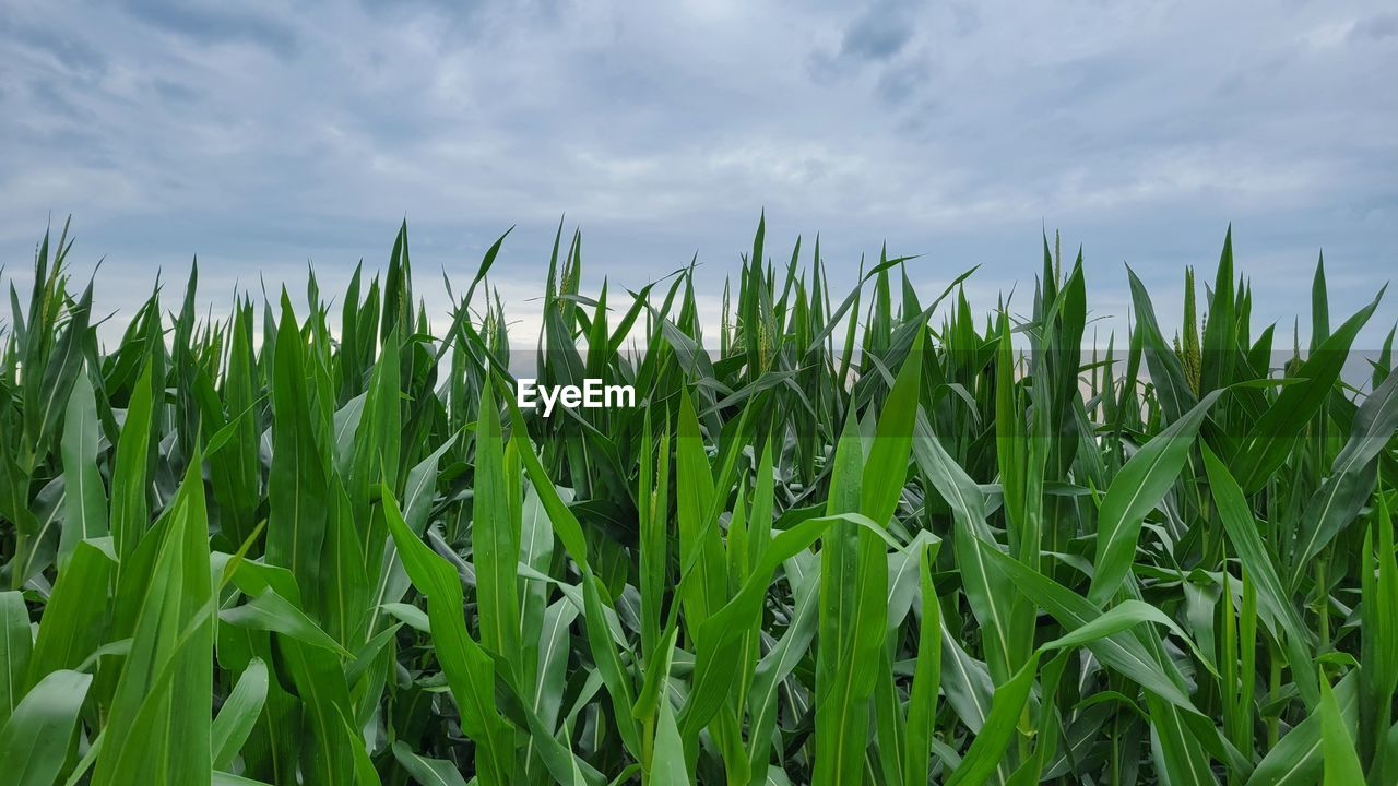 CORN FIELD AGAINST SKY