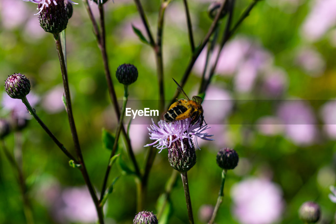 Close-up of bee pollinating on purple flower