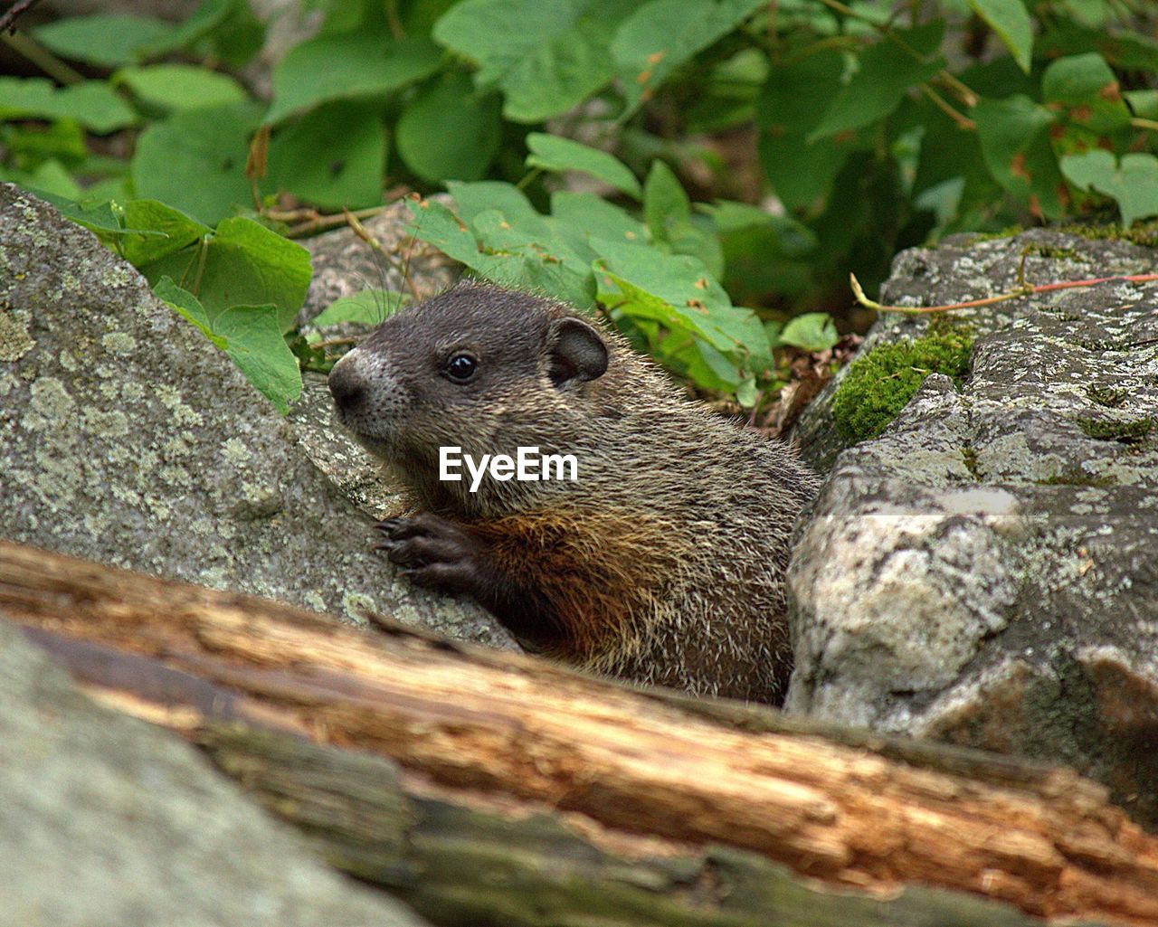 VIEW OF SQUIRREL ON TREE TRUNK