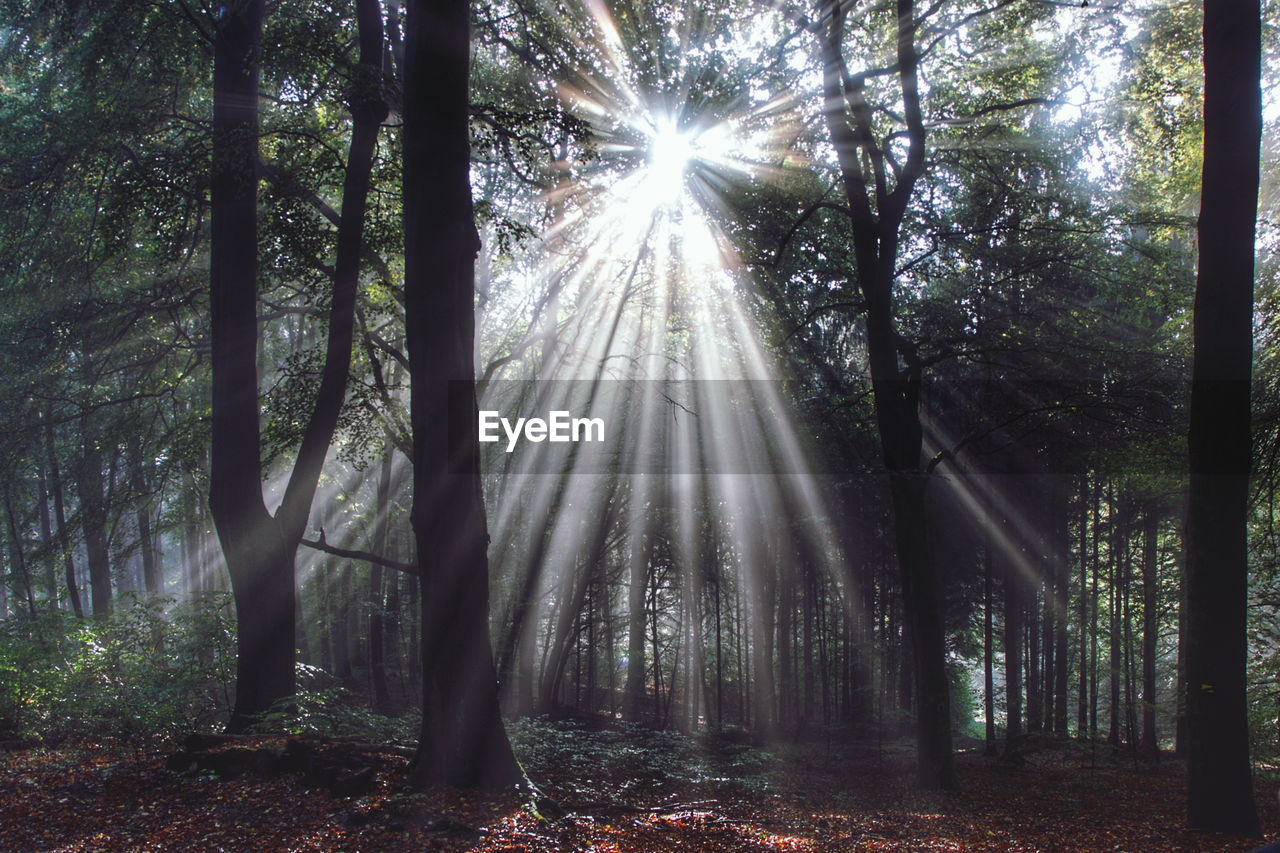 SUNLIGHT STREAMING THROUGH TREES