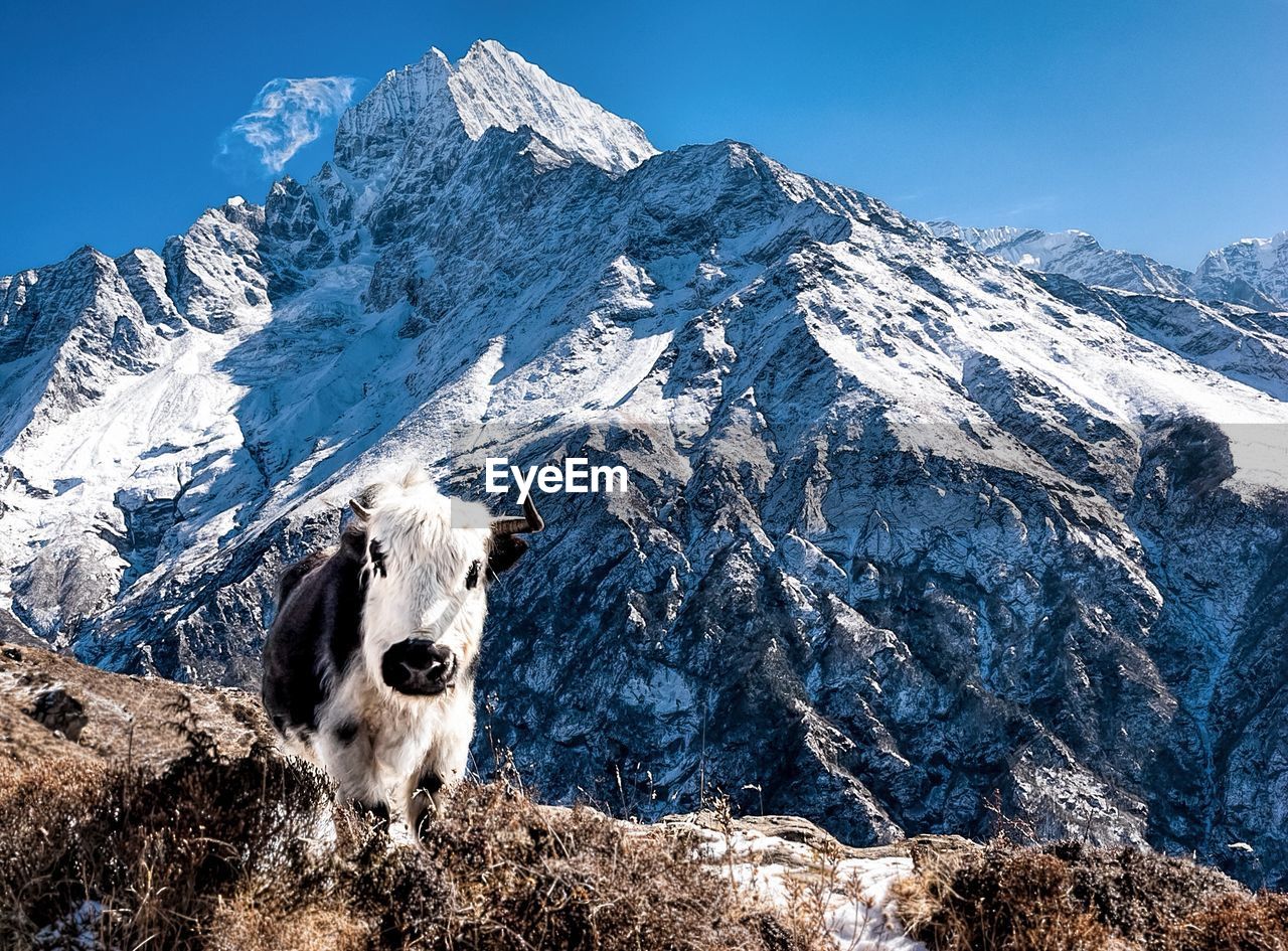 HORSE ON SNOWCAPPED MOUNTAIN AGAINST SKY