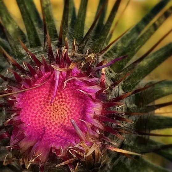 CLOSE-UP OF FLOWERS AGAINST BLURRED BACKGROUND
