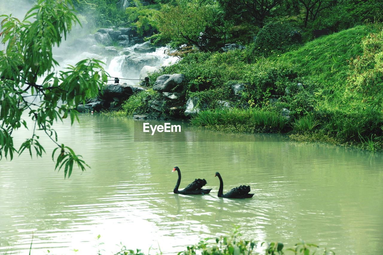 DUCKS SWIMMING IN LAKE