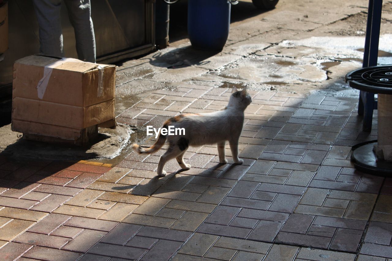 High angle view of dog on footpath