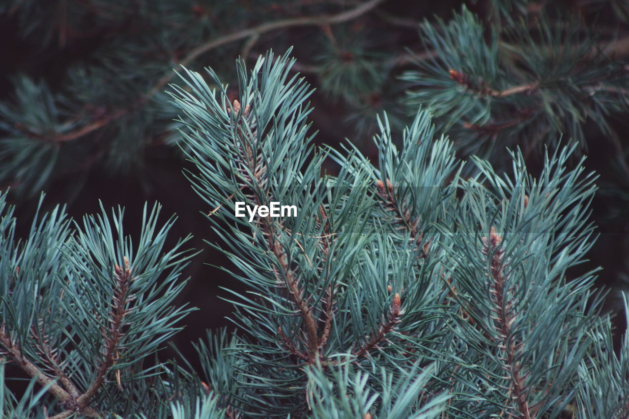 Close-up of pine tree