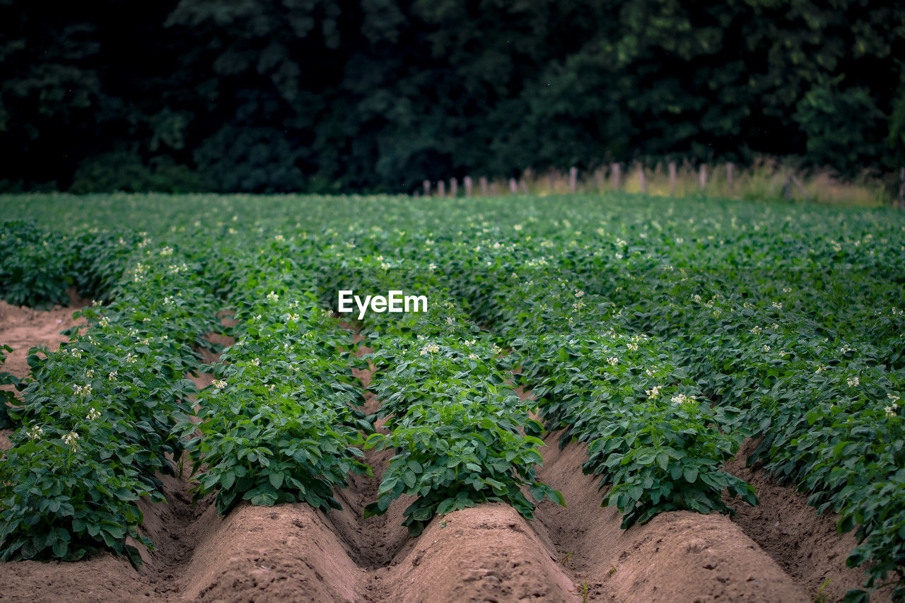 Beautiful view of flowering potatoes with green tops.