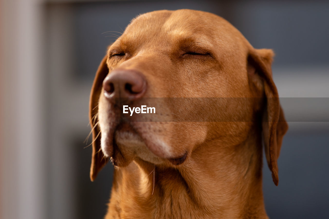 Close-up of a dog looking away