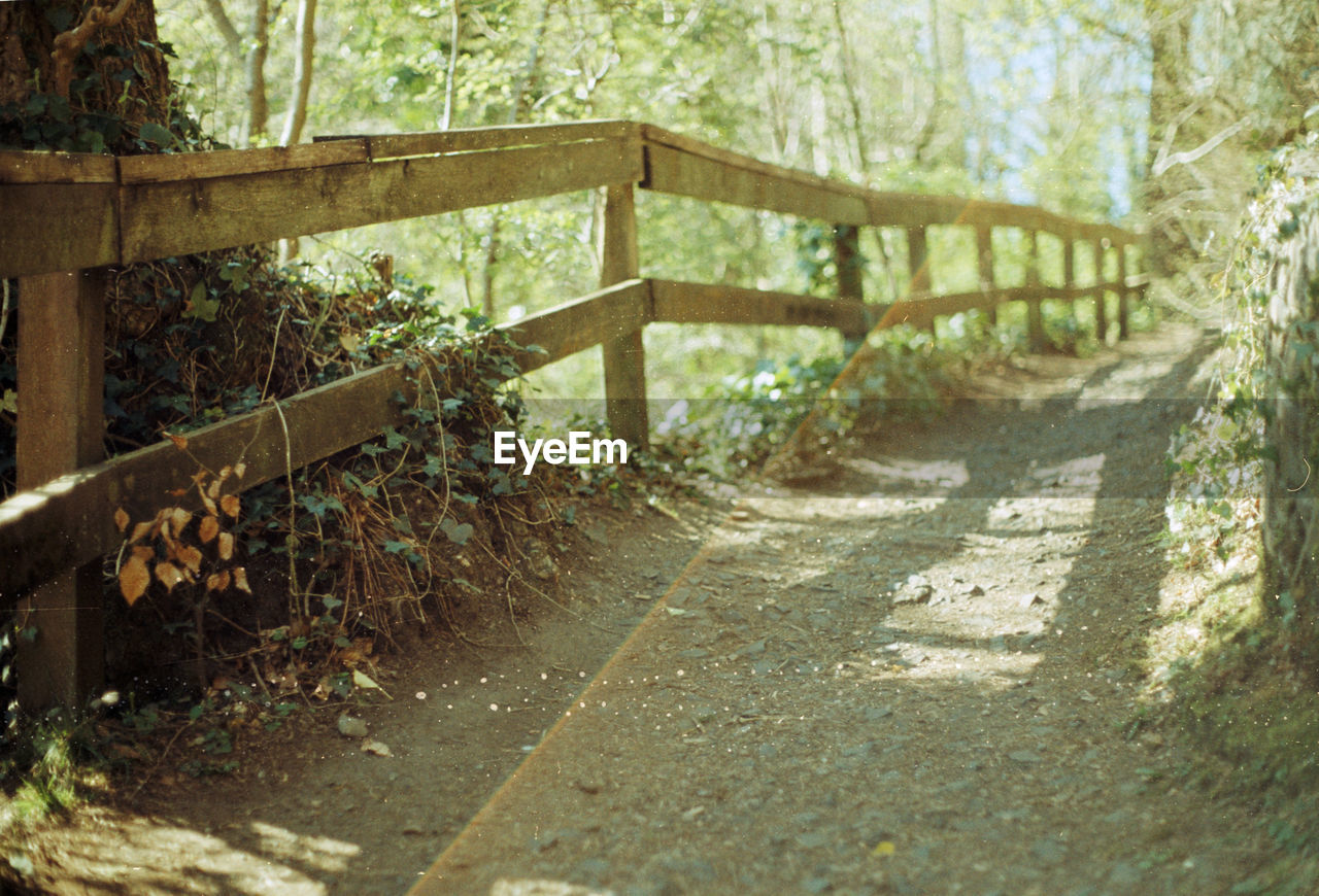 Footpath by railing in forest