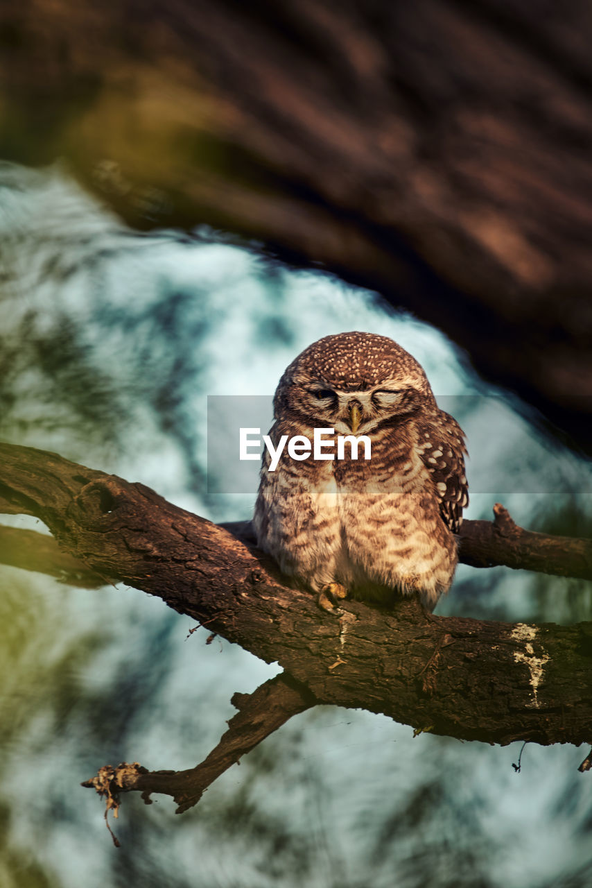 A low angle view of a spotted owlet