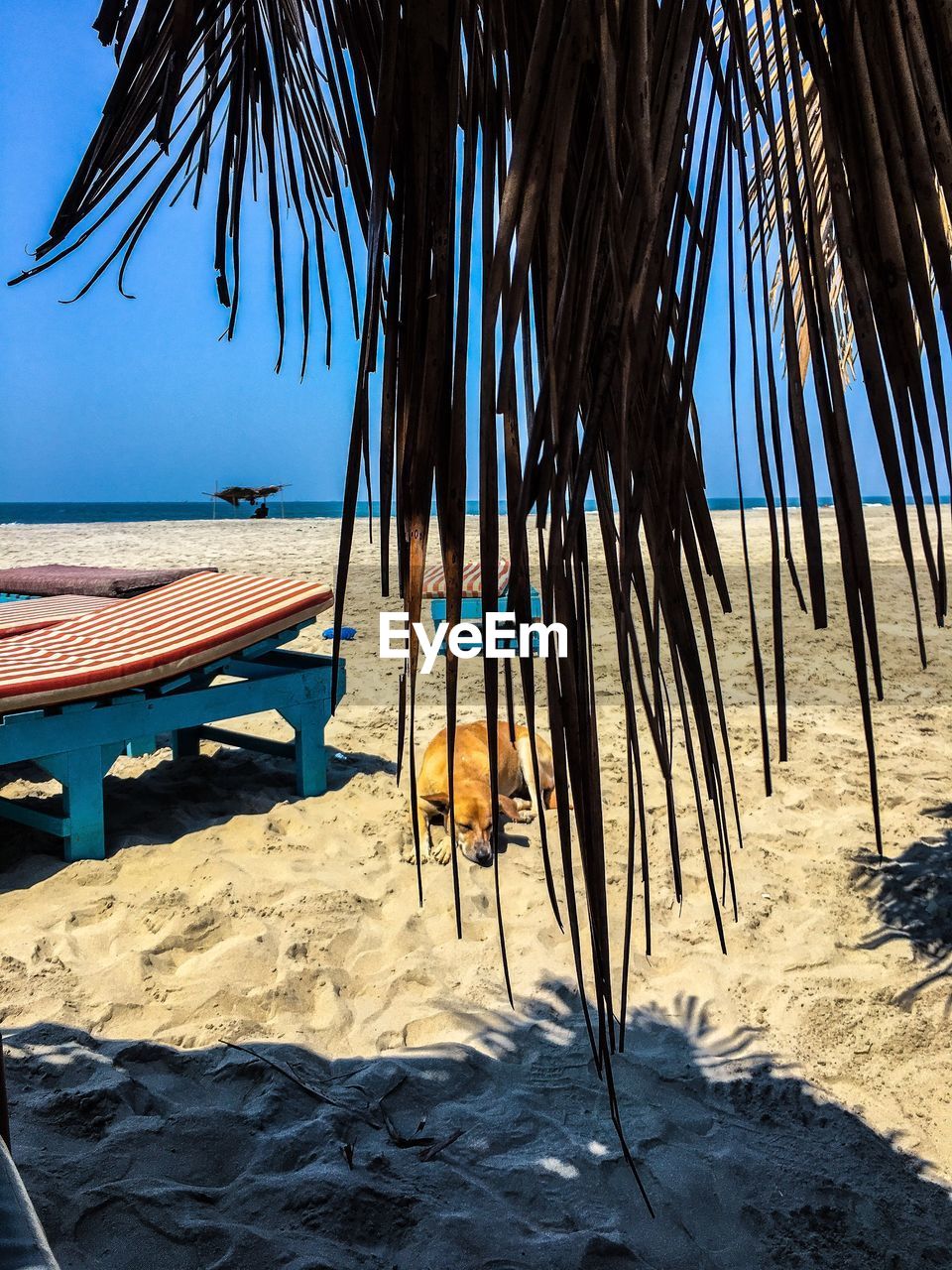 PALM TREES ON BEACH