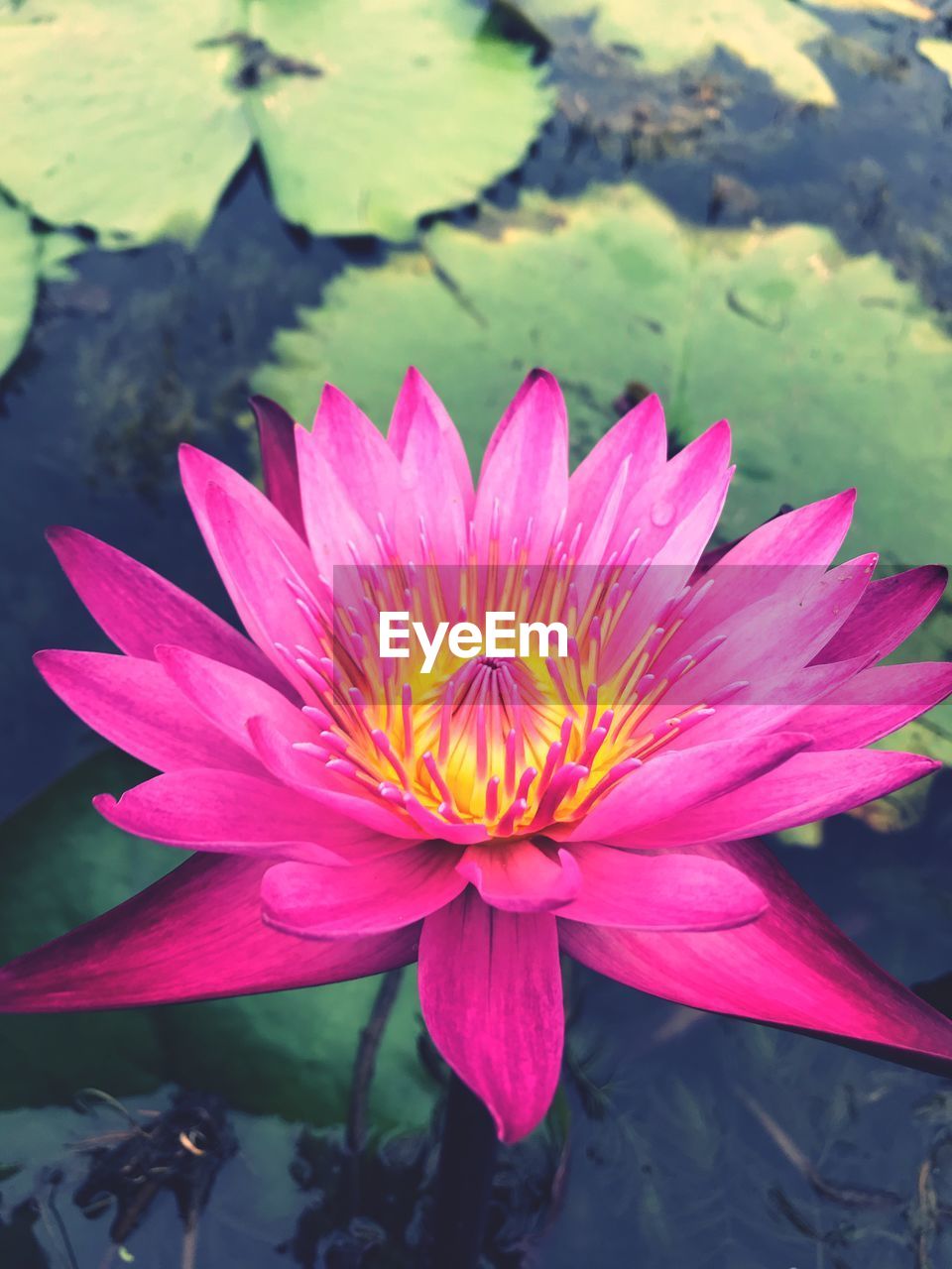 CLOSE-UP OF PINK LOTUS WATER LILY