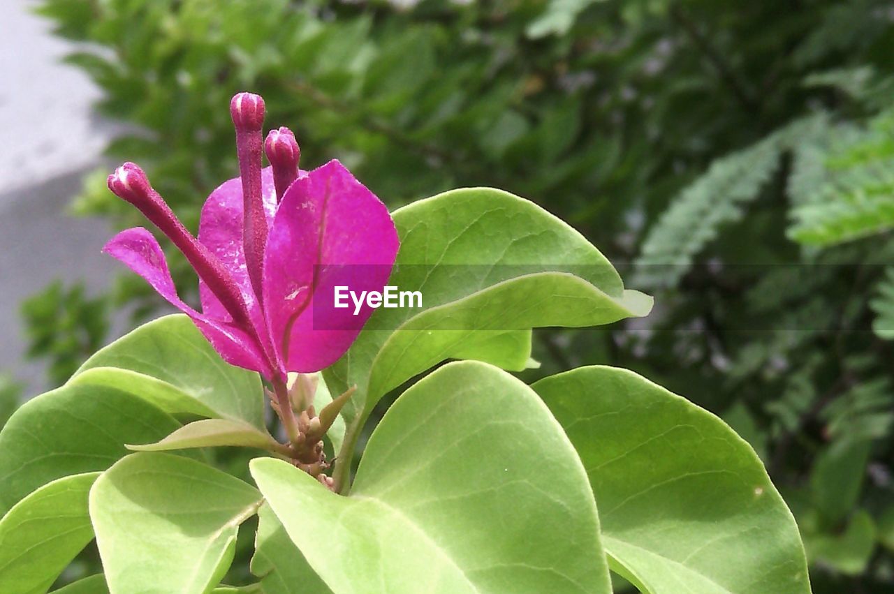 CLOSE-UP OF FRESH PINK FLOWER BLOOMING IN PLANT