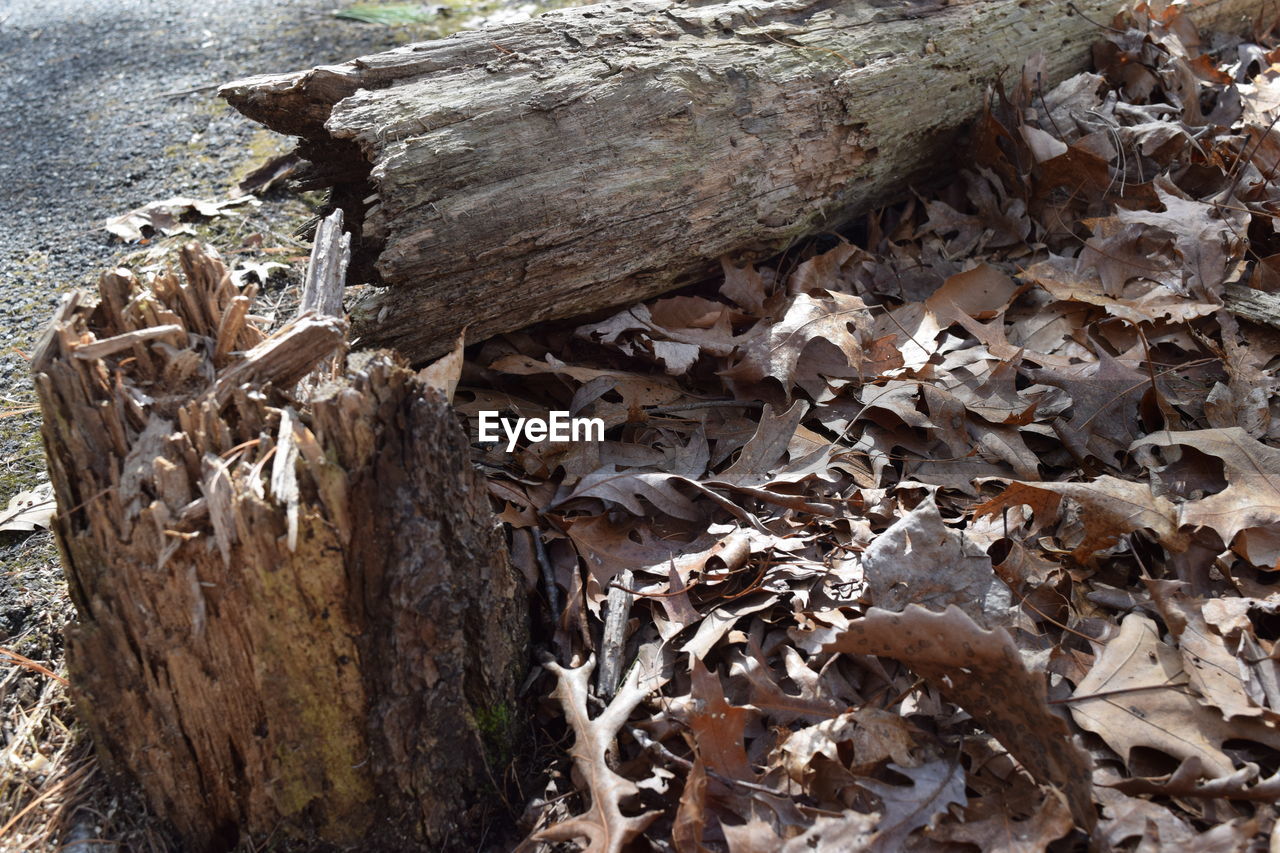 CLOSE-UP OF TREE TRUNK ON WOOD