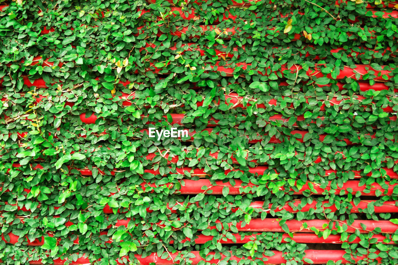 Red wooden wall with green curly plants.