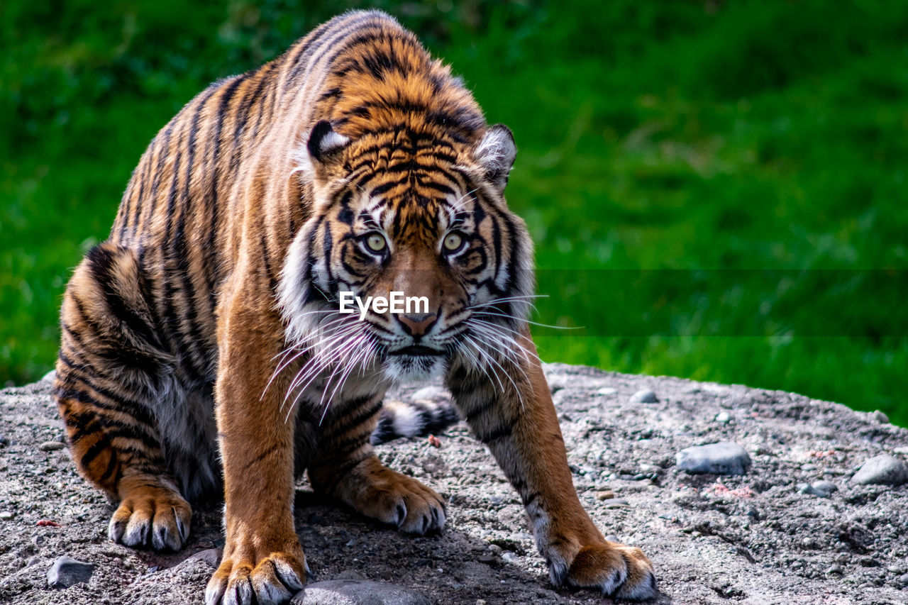 CLOSE-UP PORTRAIT OF TIGER