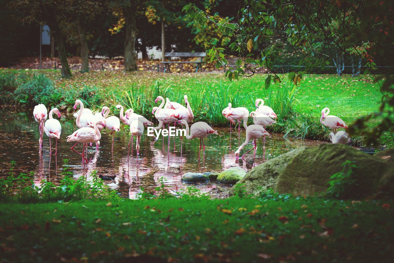 BIRDS IN LAKE