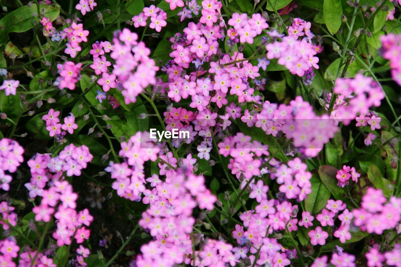 Close-up of flowers blooming outdoors