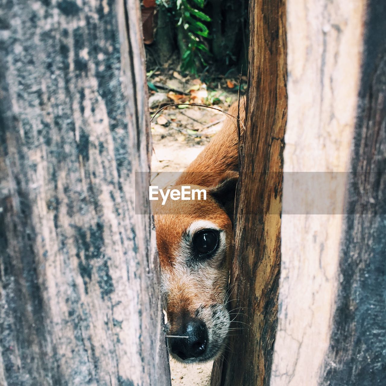 CLOSE-UP OF DOG BY TREE