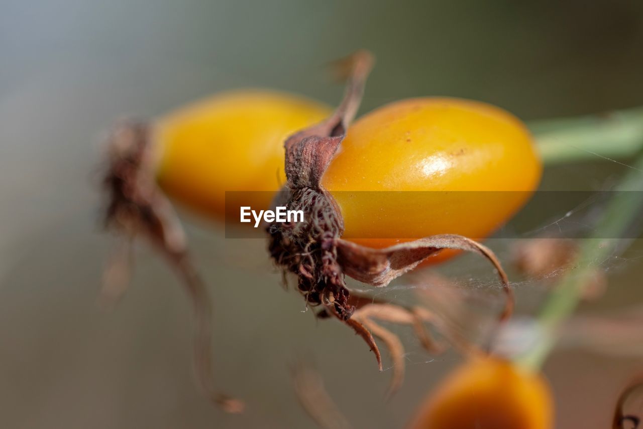 CLOSE-UP OF FRESH ORANGE FRUIT